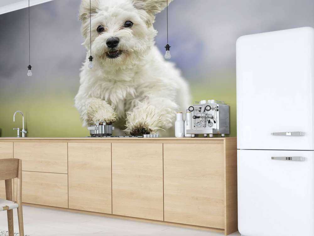 Rennende hond