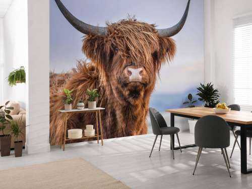 Starende Schotse hooglander