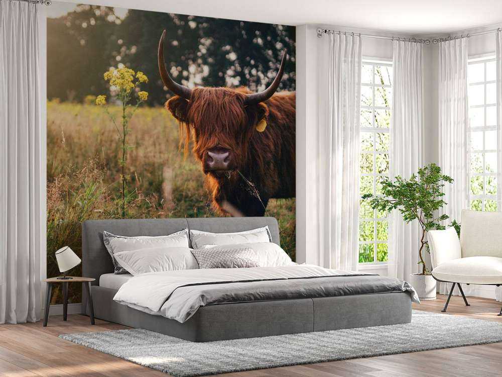 Schotse hooglander in het hoge gras