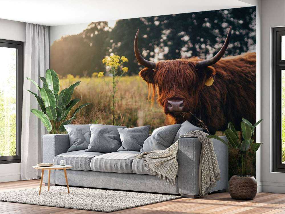 Schotse hooglander in het hoge gras