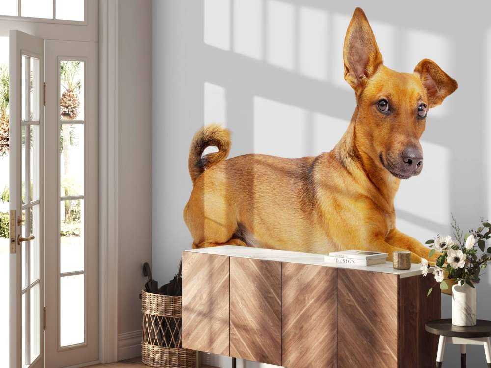 Schattige hond