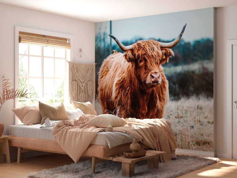 Schotse hooglander in het bos