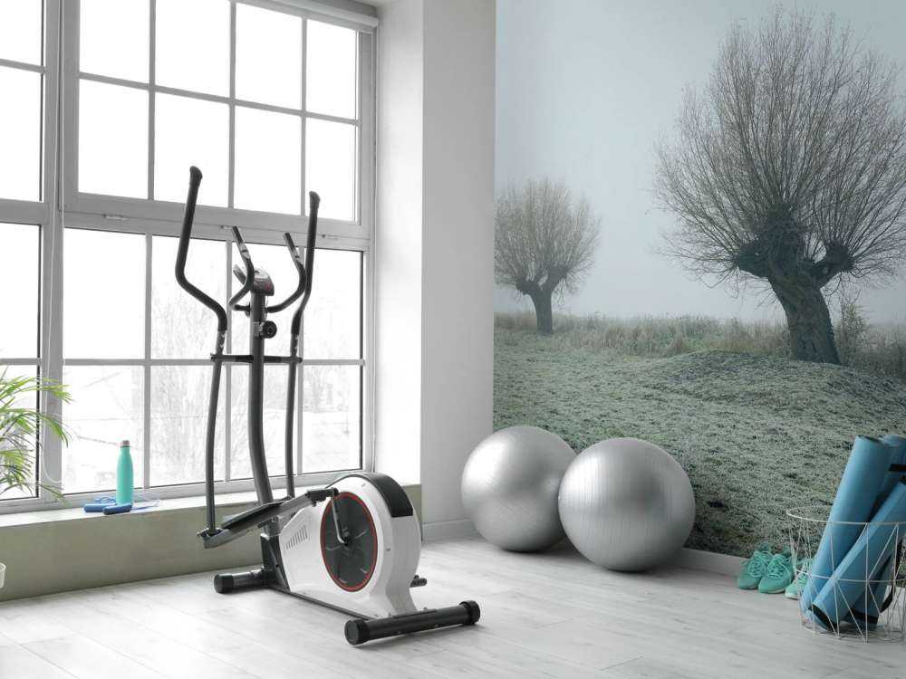 Knotwilgen in de mist