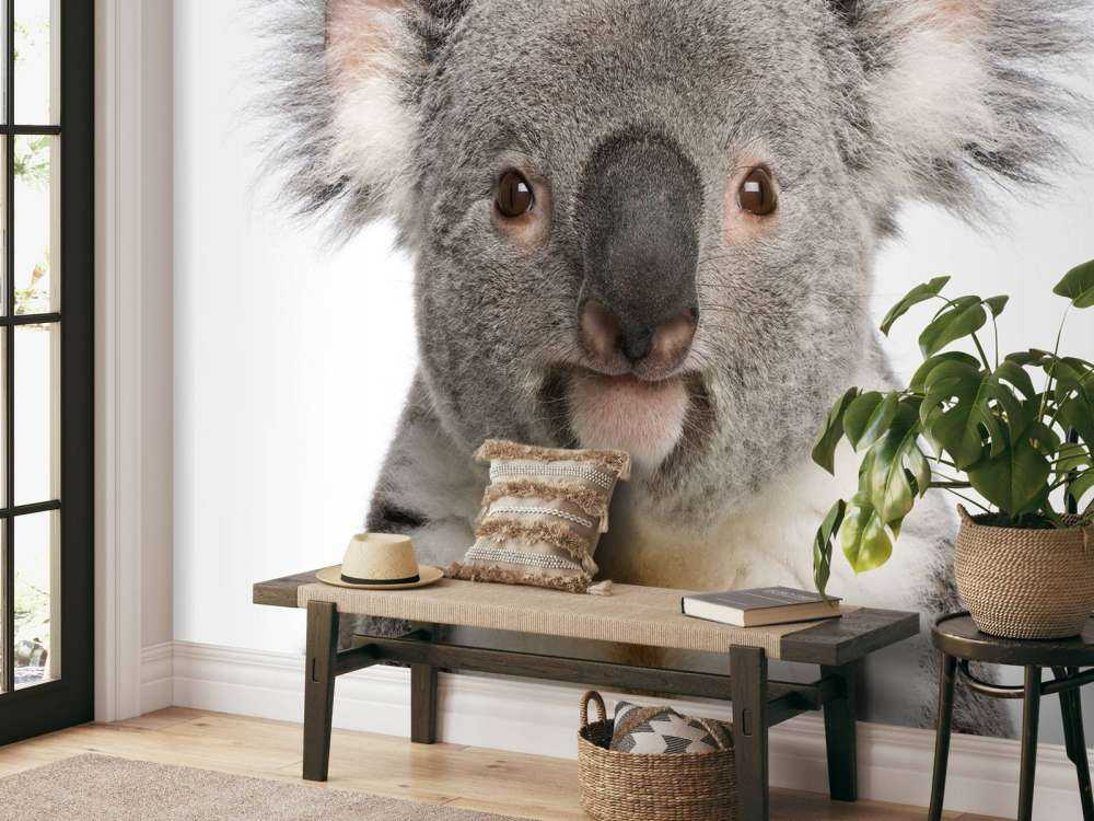 Foto van een koala