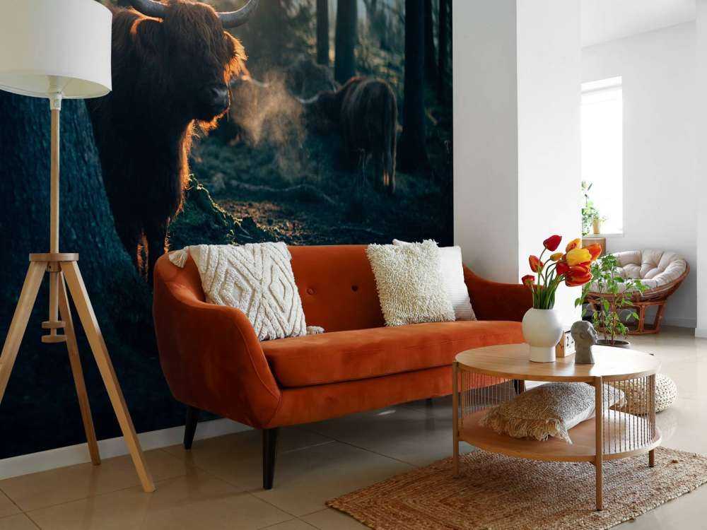 Schotse hooglander in ochtendlicht