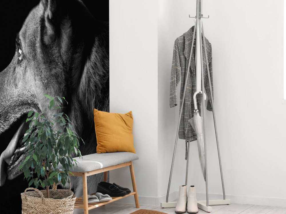 Duitse herdershond met een zwarte achtergrond