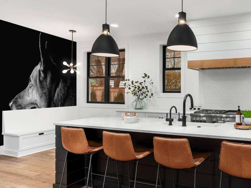 Duitse herdershond met een zwarte achtergrond