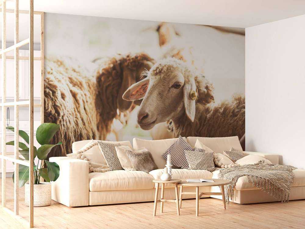 Schapen in de stalling