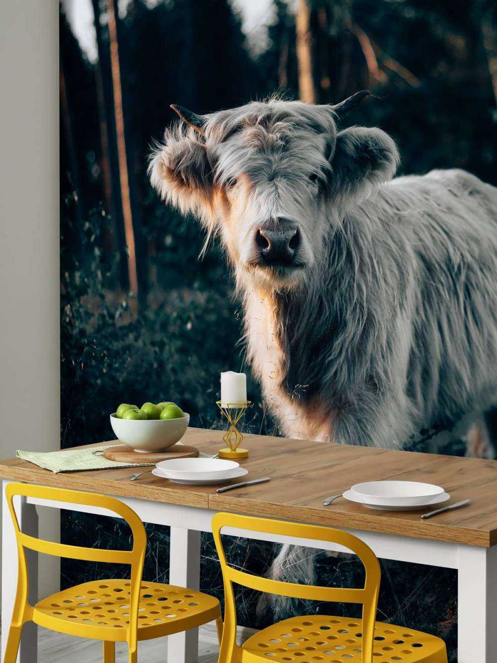 Schotse hooglander jong