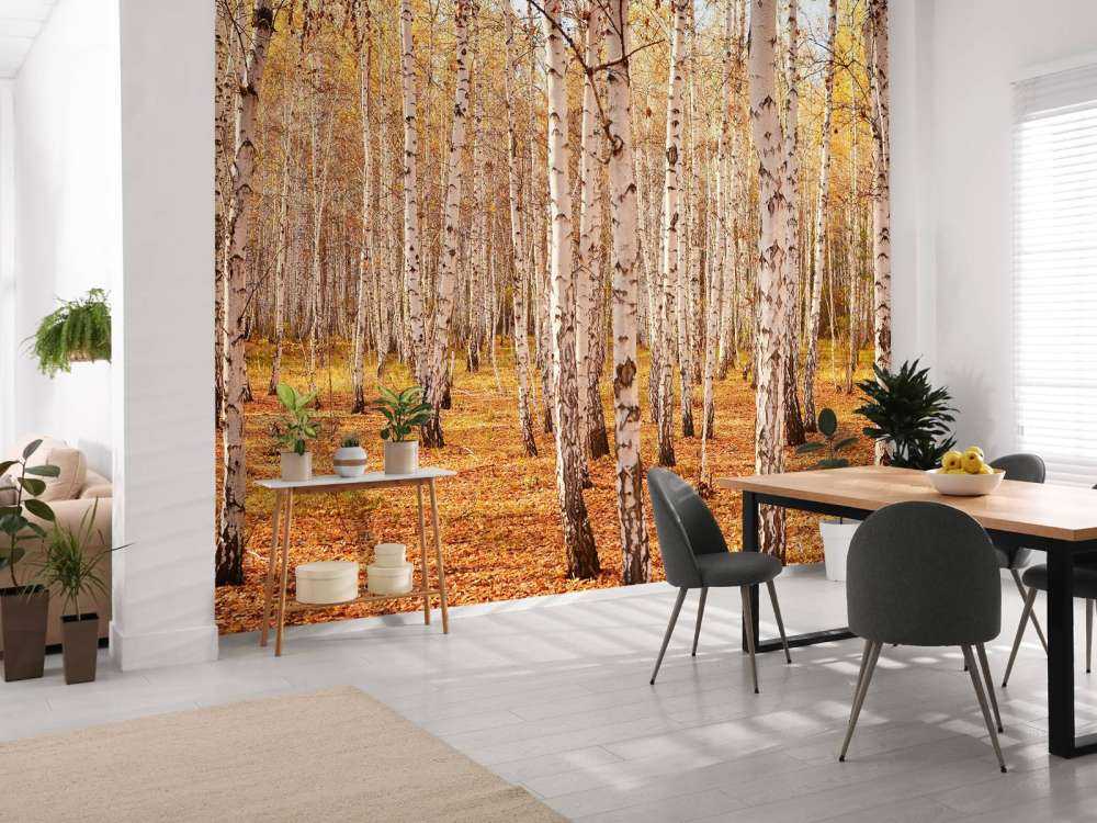 Berkenbomen in de Herfst