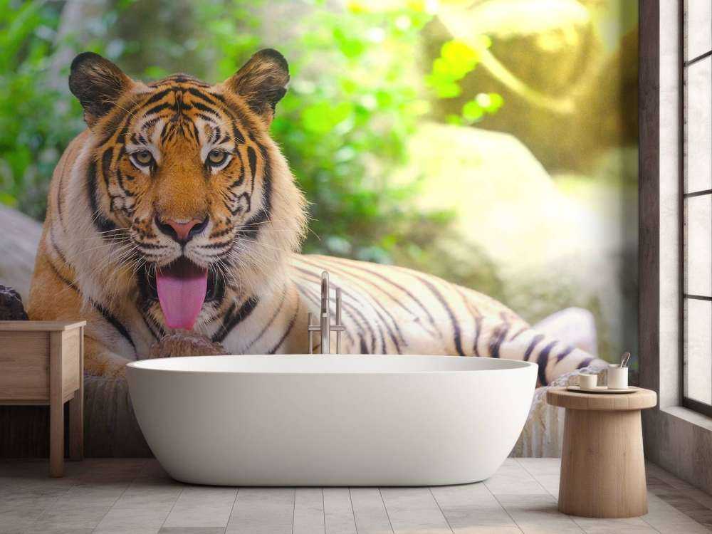 Siberische Tijger steekt tong uit