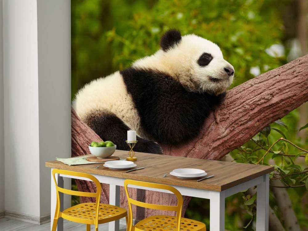 Slapende panda in een boom