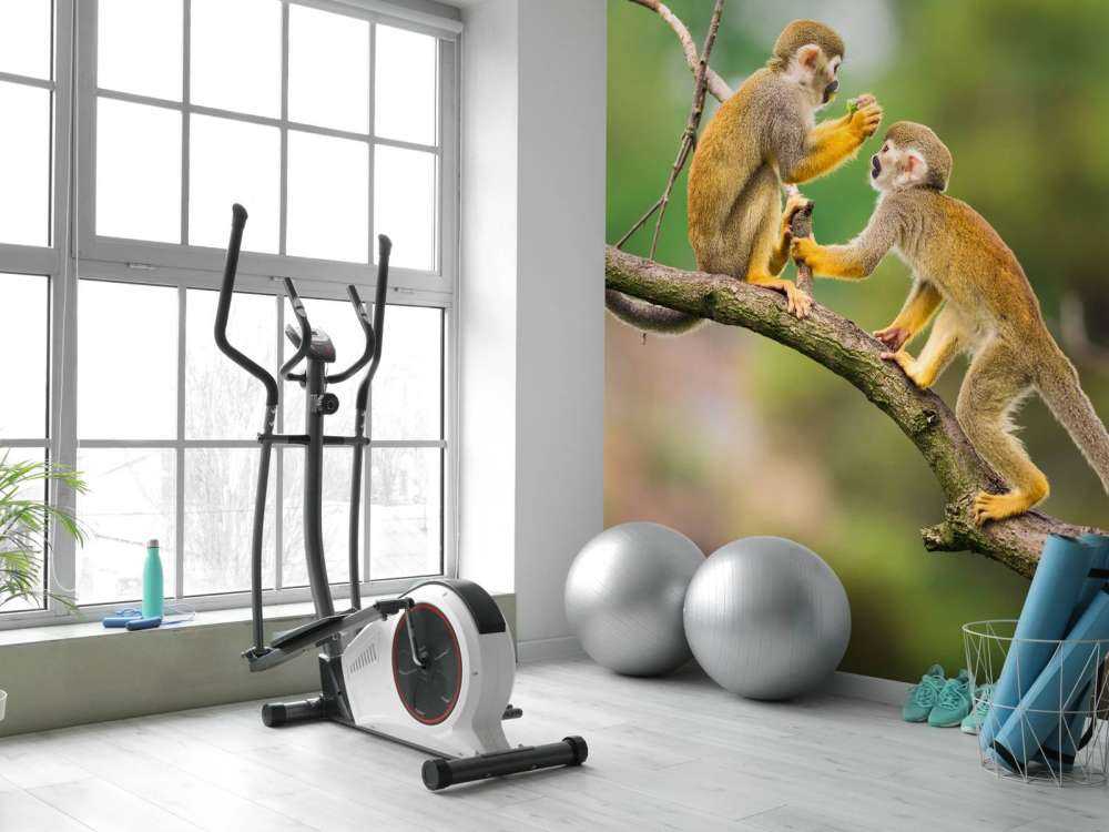 Twee doodshoofdaapjes op een tak