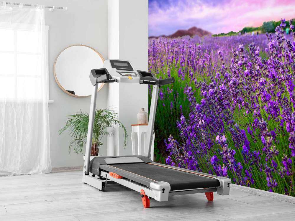 Lavendel met zonsondergang