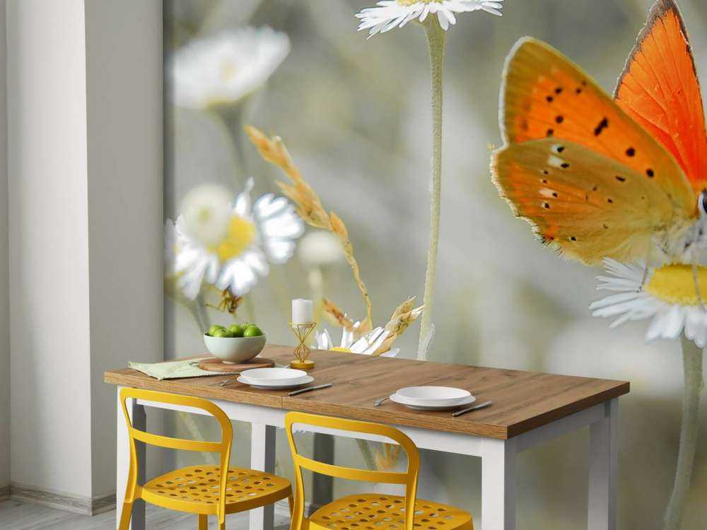 Madeliefjes en oranje vlinder