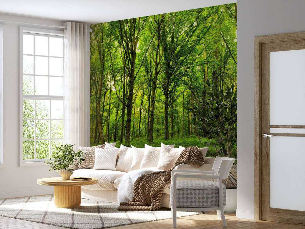 Zomers bos met doorkomend daglicht