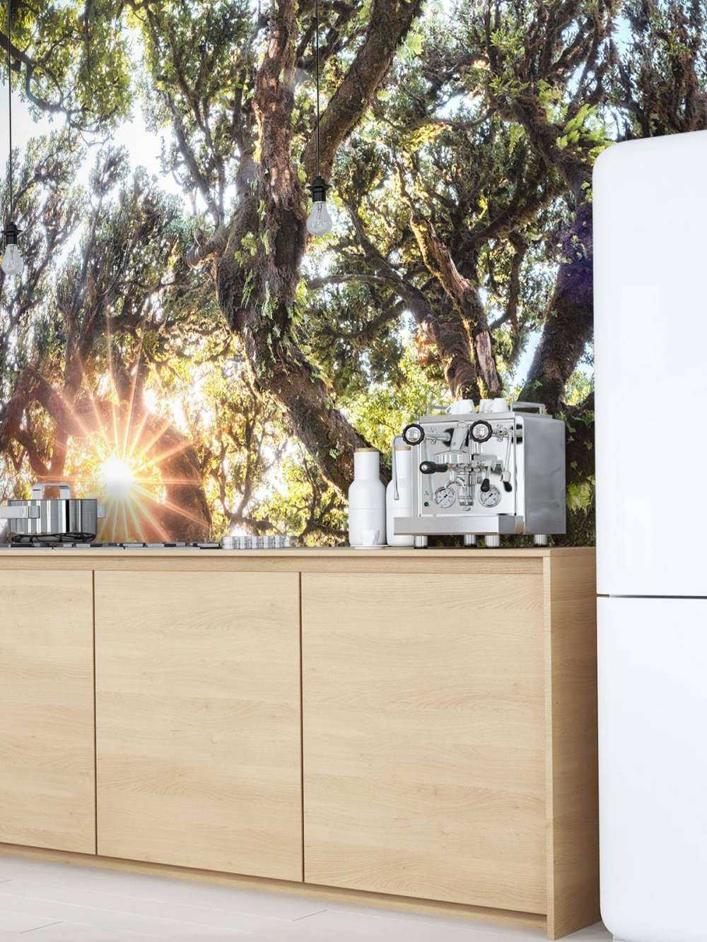 Zonlicht door oeroude boomkronen