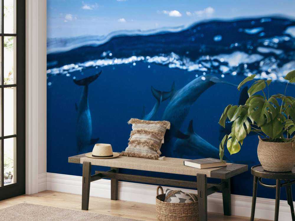 Between air and water with the dolphins