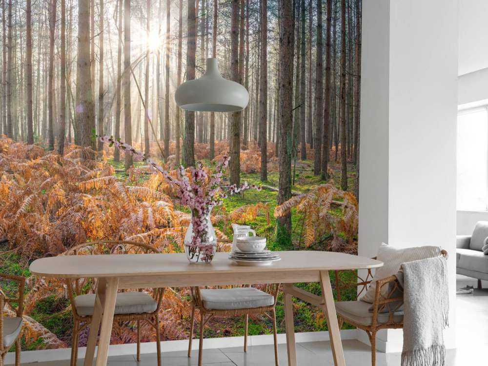 Bos tijdens de zonsopkomst