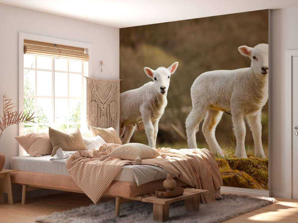 Witte lammetjes