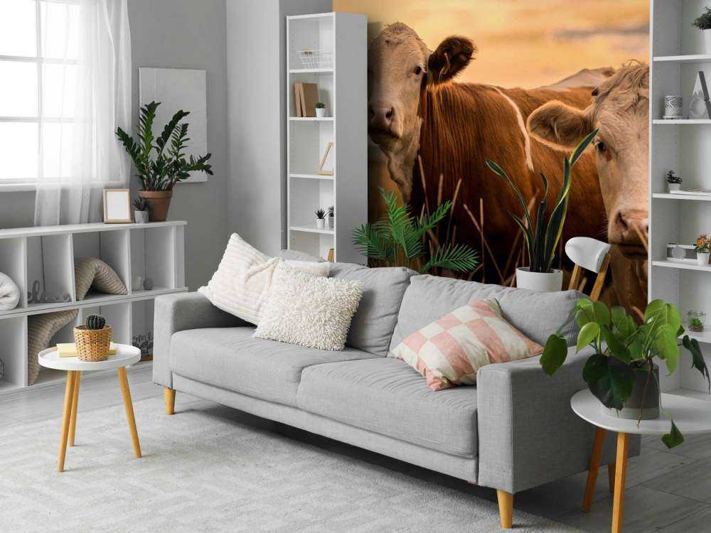 Koeien in de avondzon