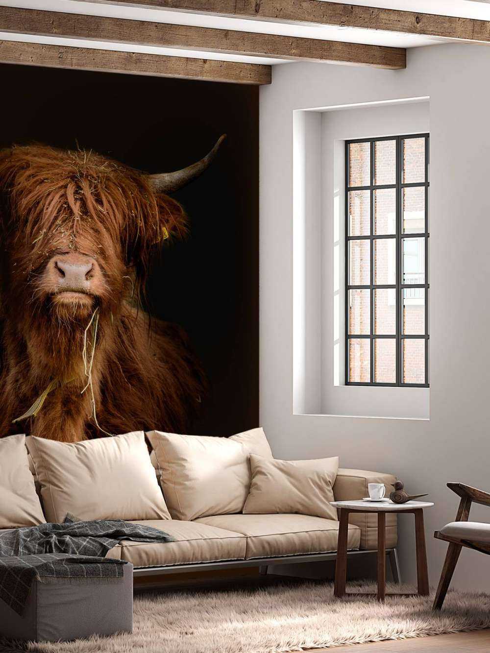 Portret Schotse hooglander