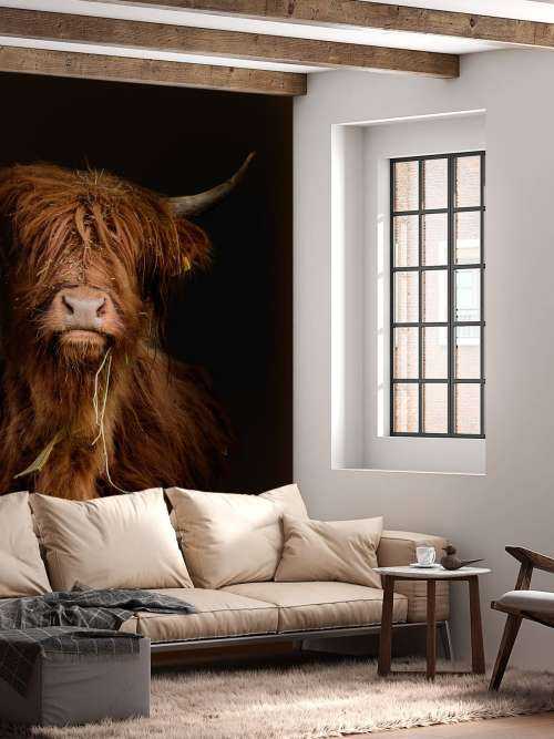 Portret Schotse hooglander