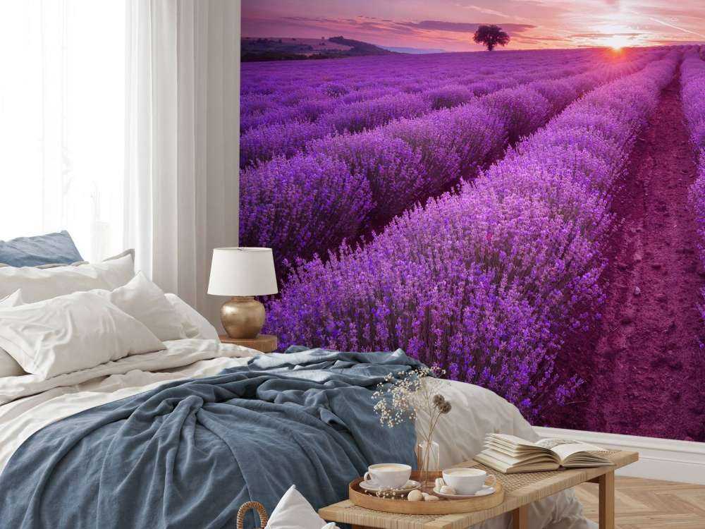 Veld met Lavendel en zon