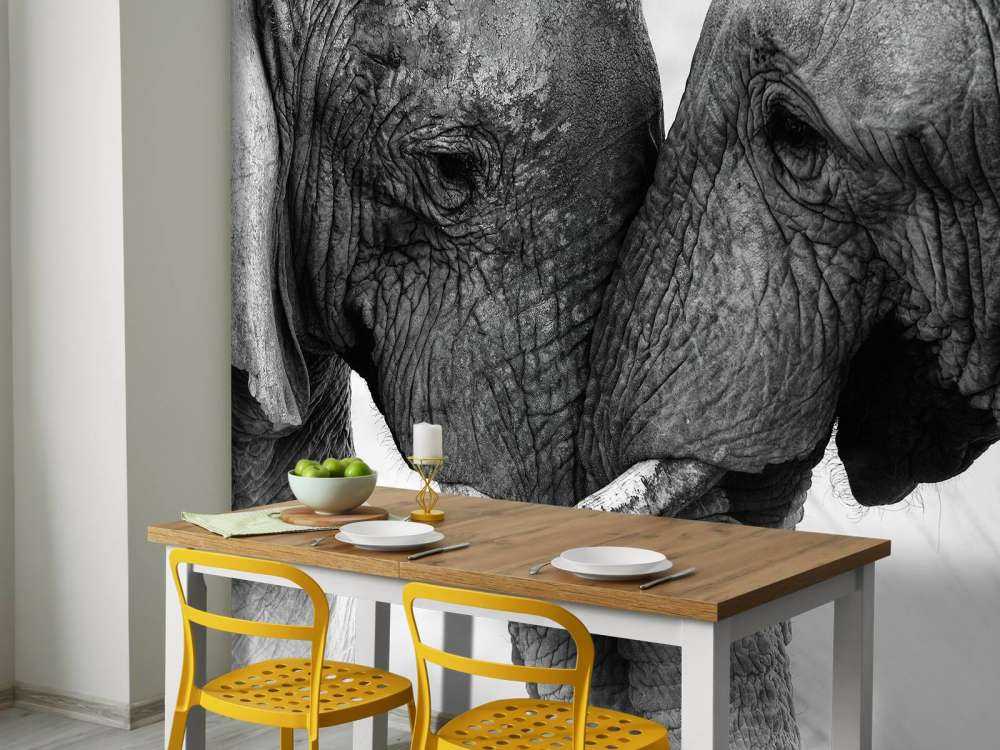 Fotobehang olifanten