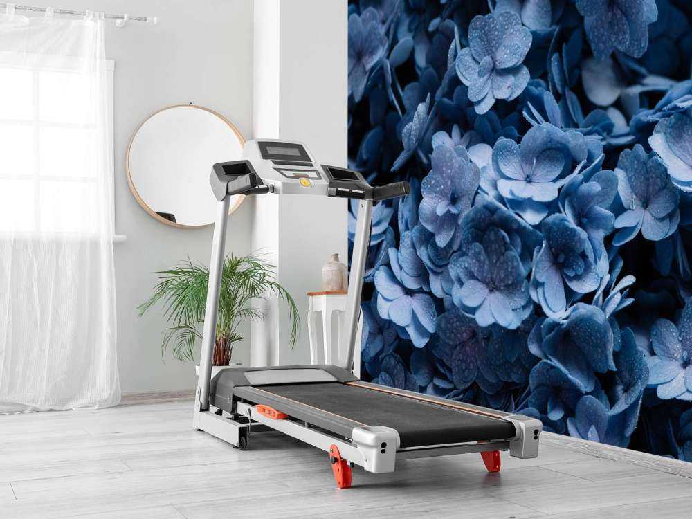 Close-up hortensia's