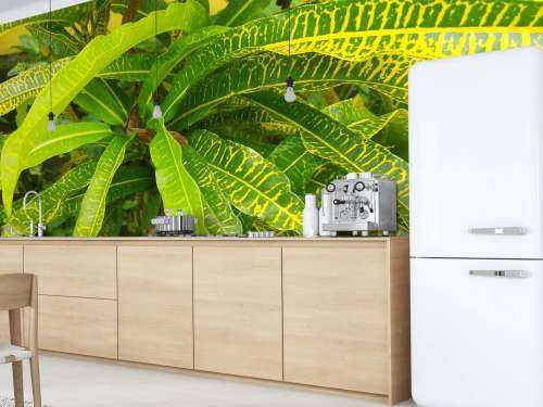 Geel-groene plant