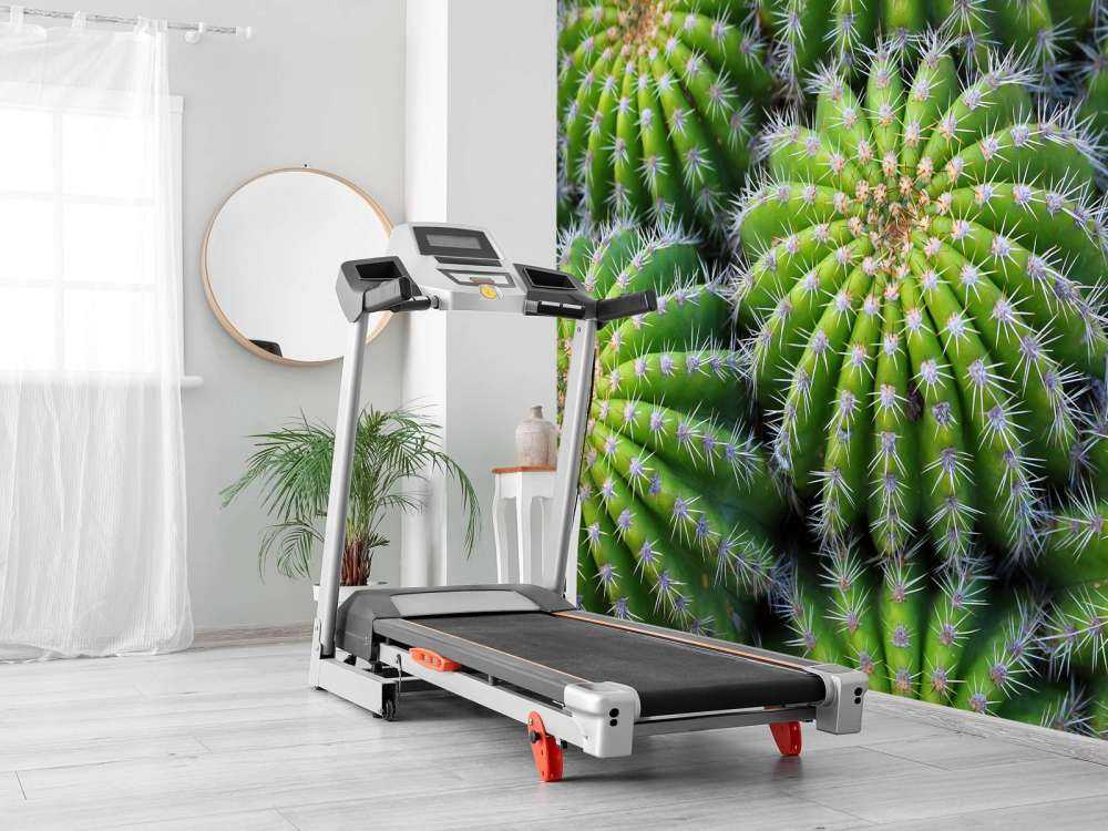 Cactussen