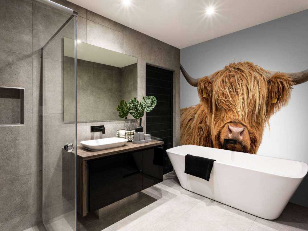 Schotse Hooglander met een witte achtergrond