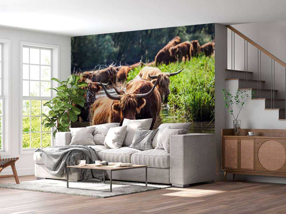 Schotse Hooglanders in het water