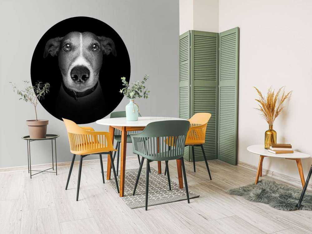 Jack Russel met een zwarte achtergrond