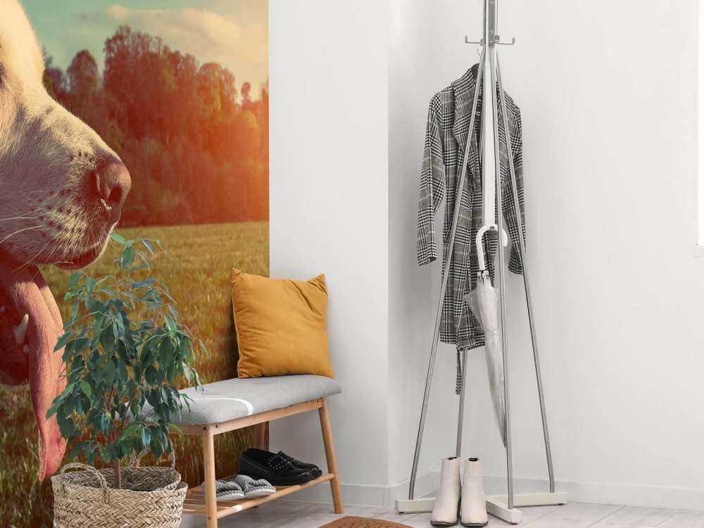 Grote witte hond bij zonsondergang