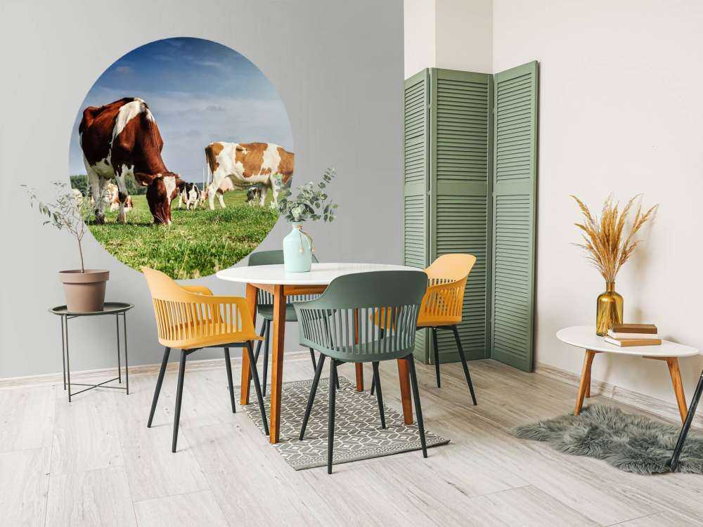 Bruin Witte Koeien aan het grazen in de weide