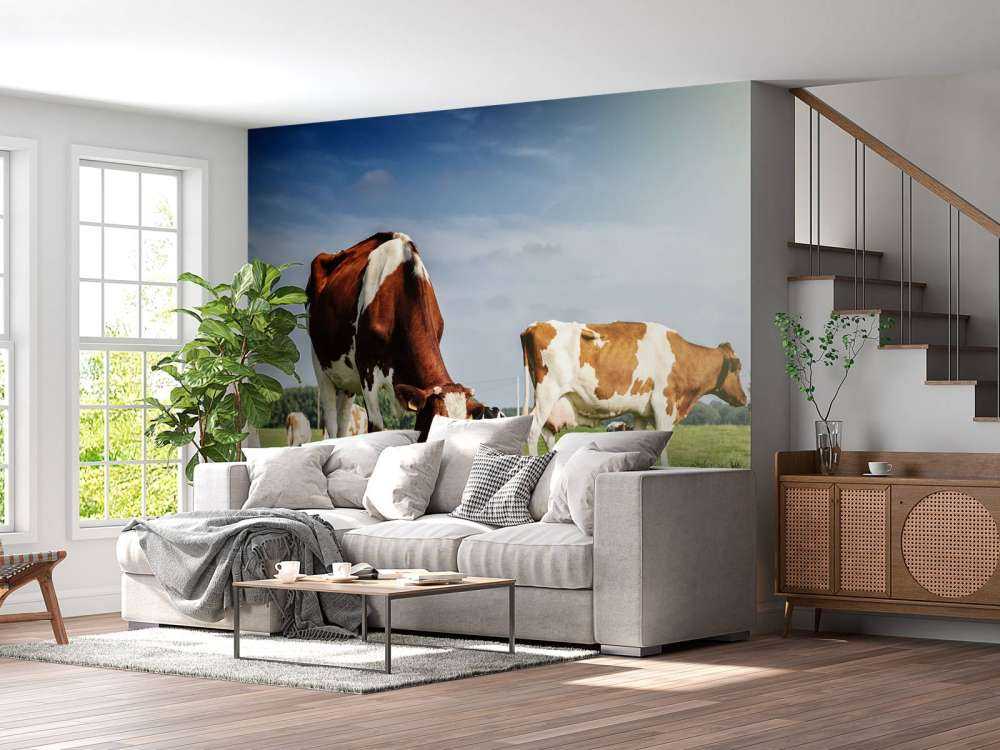 Bruin Witte Koeien aan het grazen in de weide