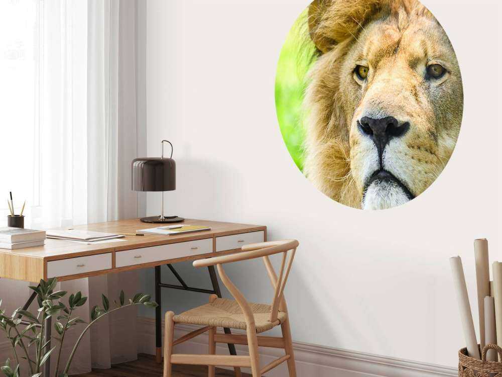 Gezicht van een Mooie Leeuw