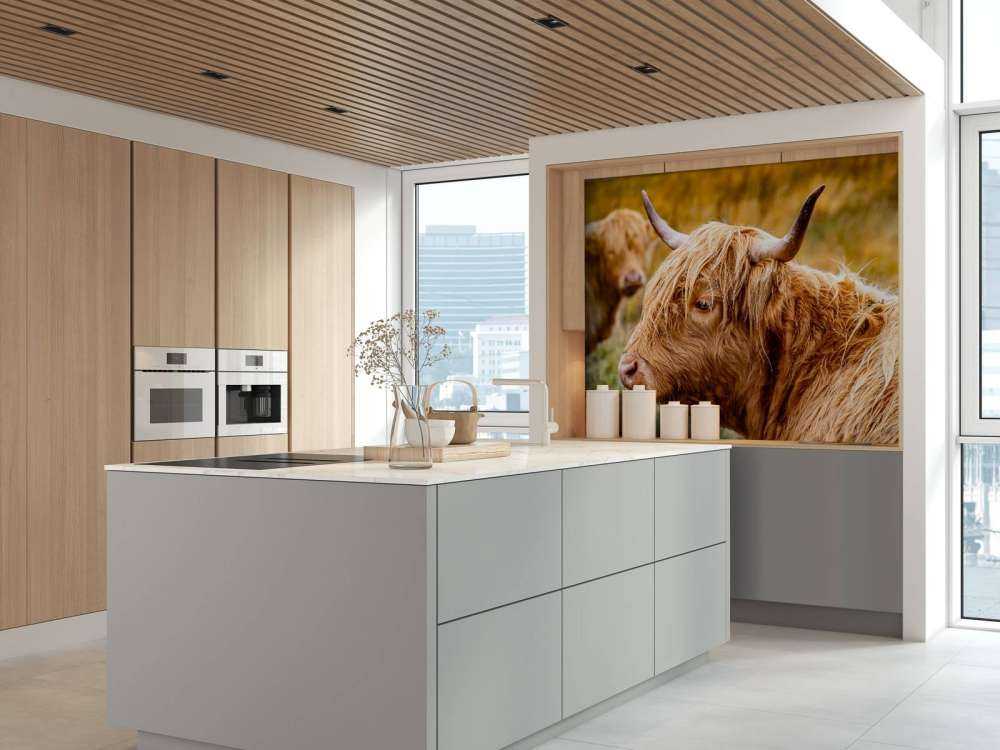 Hooglanders in de Weide