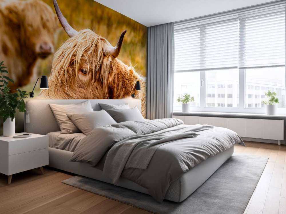 Hooglanders in de Weide