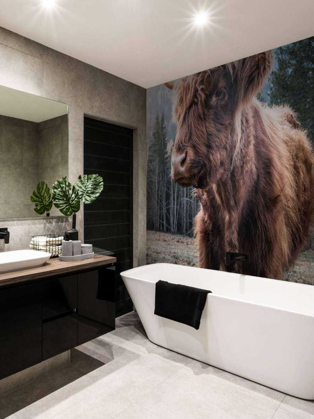 Schotse Hooglander in de ochtend