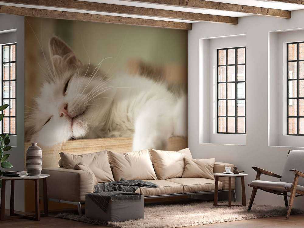 Close-up van een slapende kat