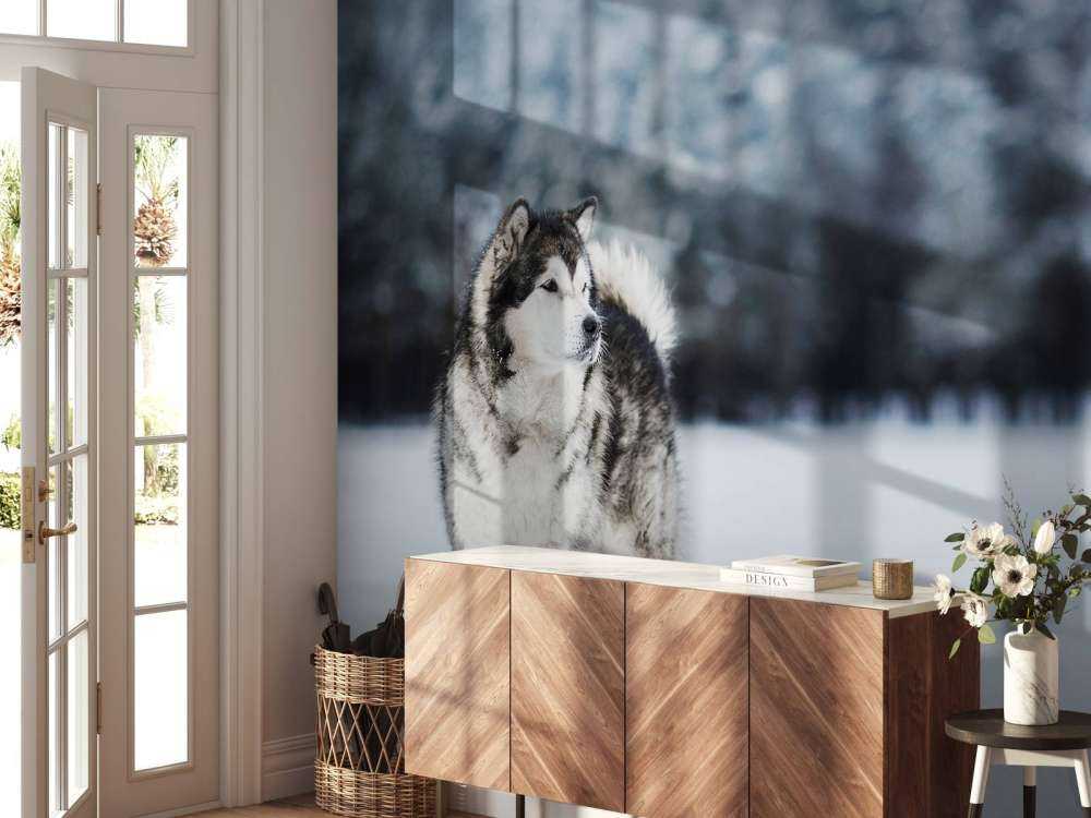 Alaska-malamute in de sneeuw