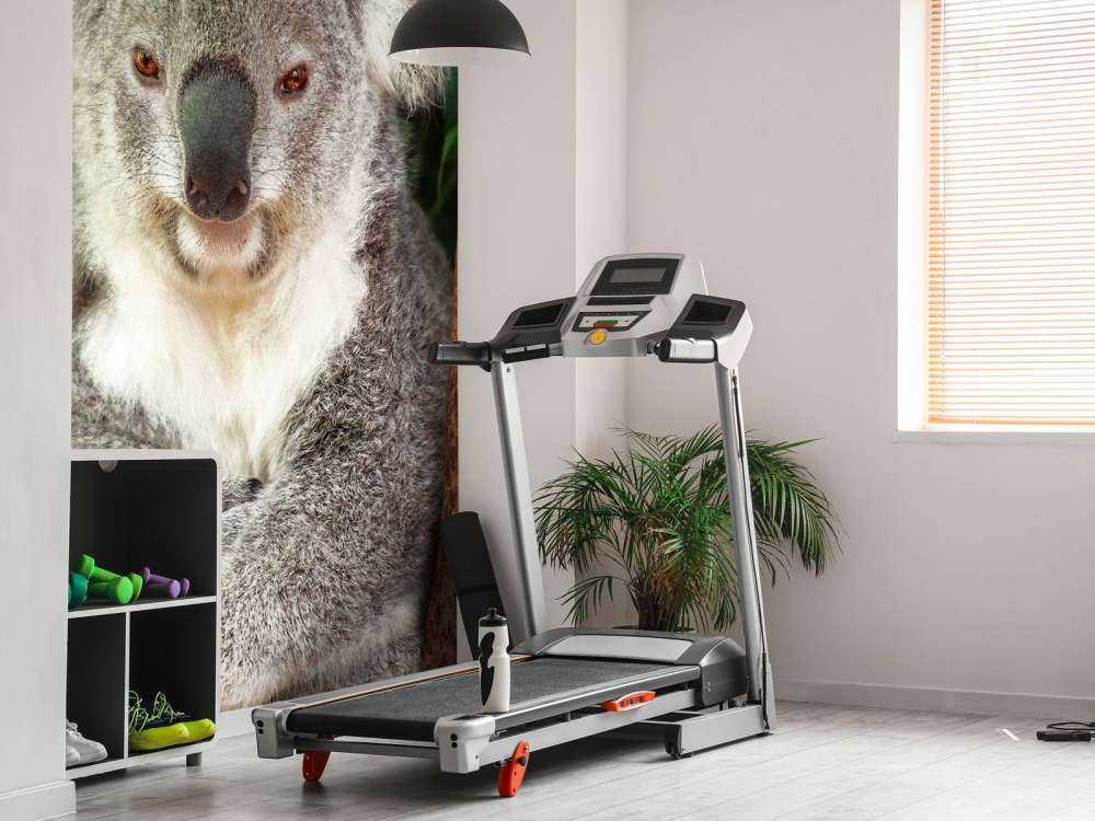 Australische koala in een boom