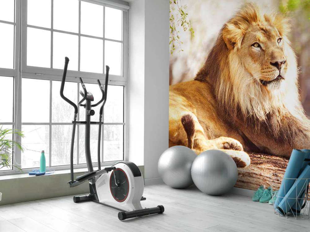 Prachtige Afrikaanse leeuw in de zon