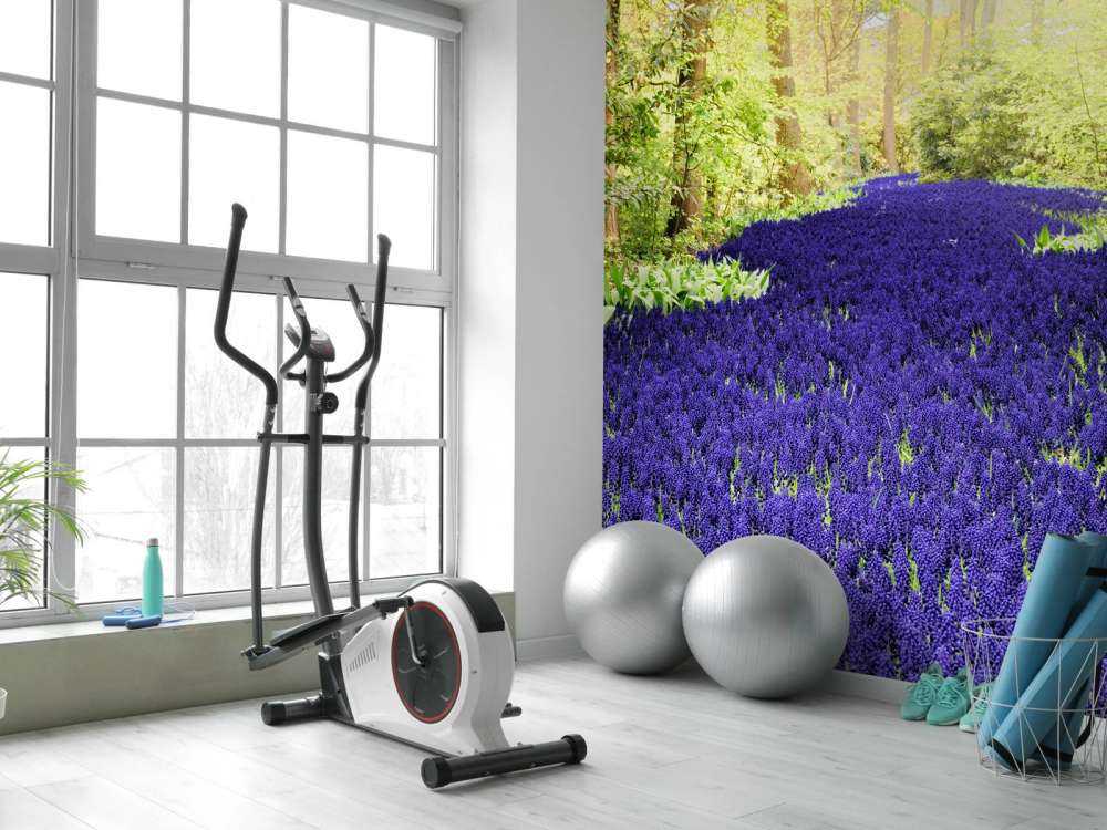 Paarse muscari in de Keukenhof tuinen