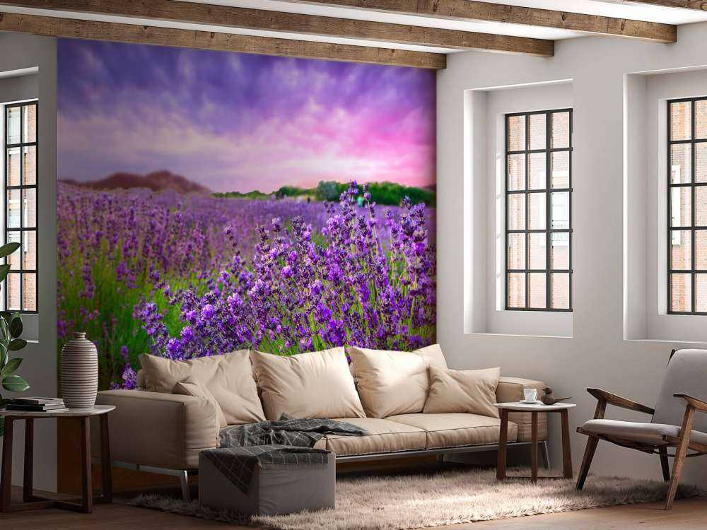 Lavendel met zonsondergang