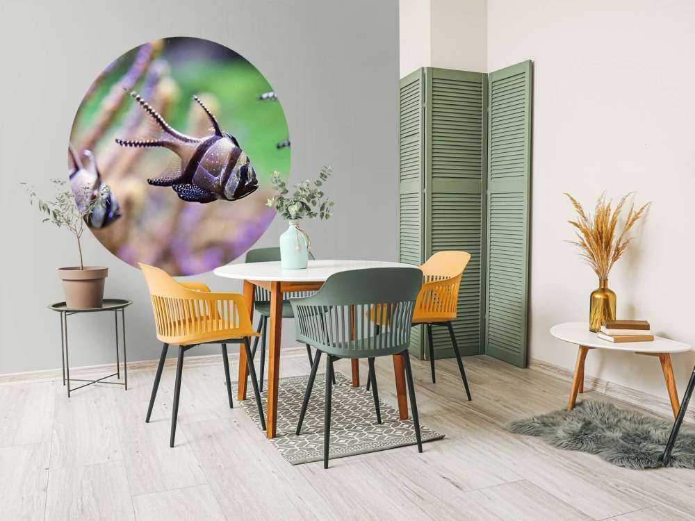 Banggai kardinaalvissen