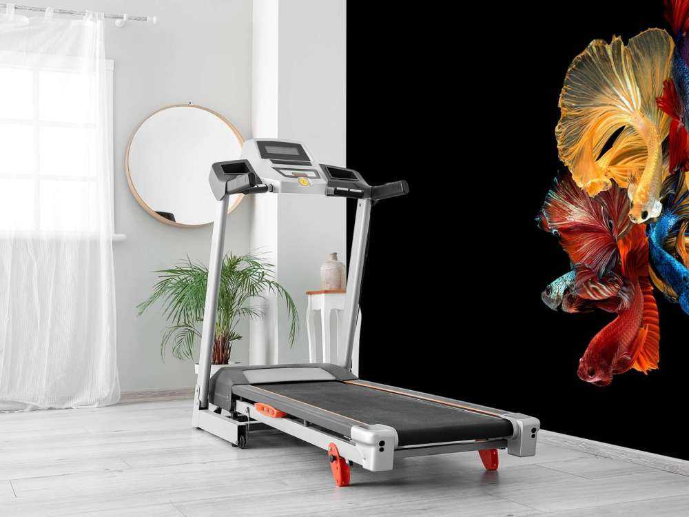 Betta vissen met een zwarte achtergrond